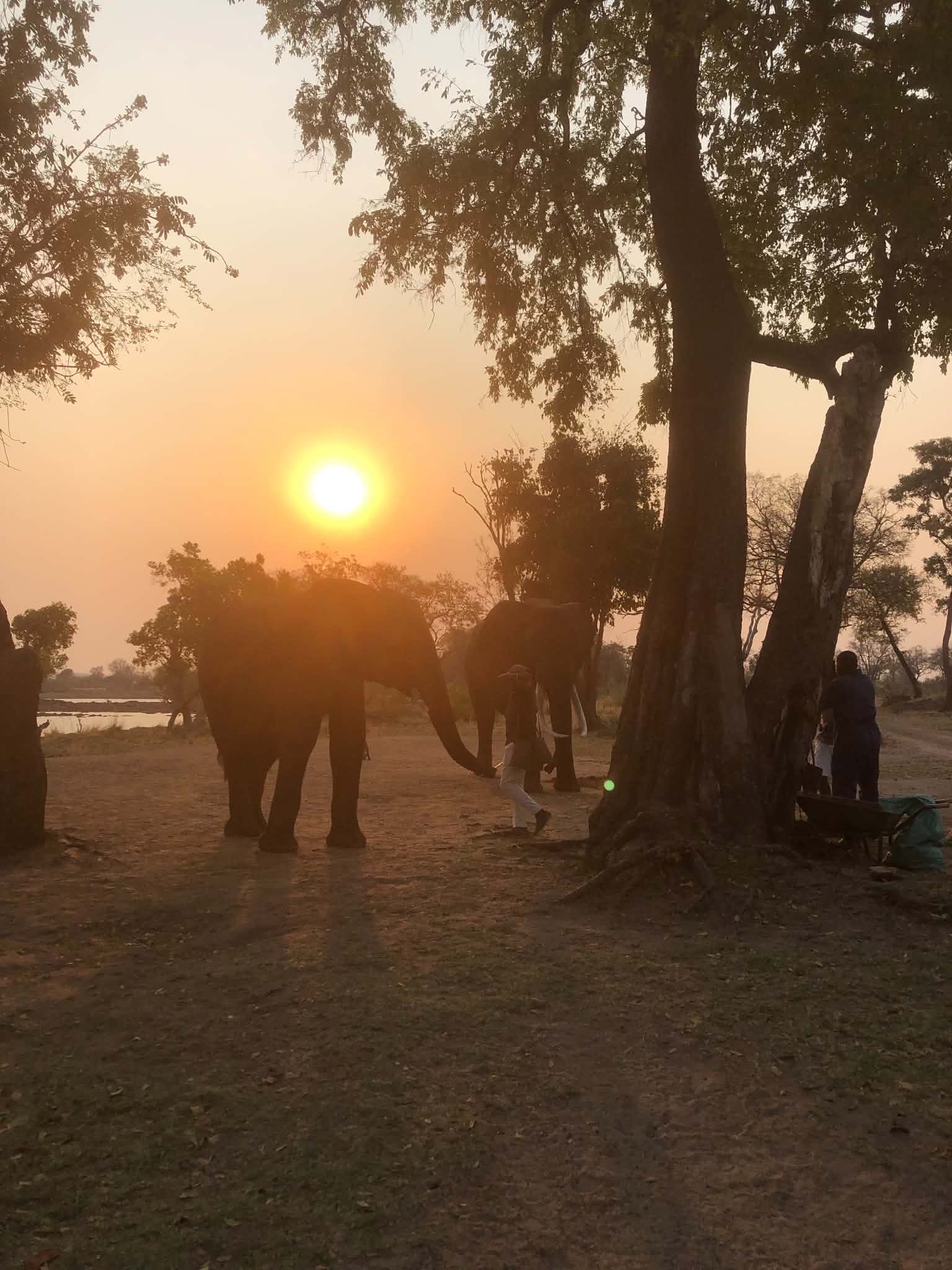 Elephants at sunset in Livingstone