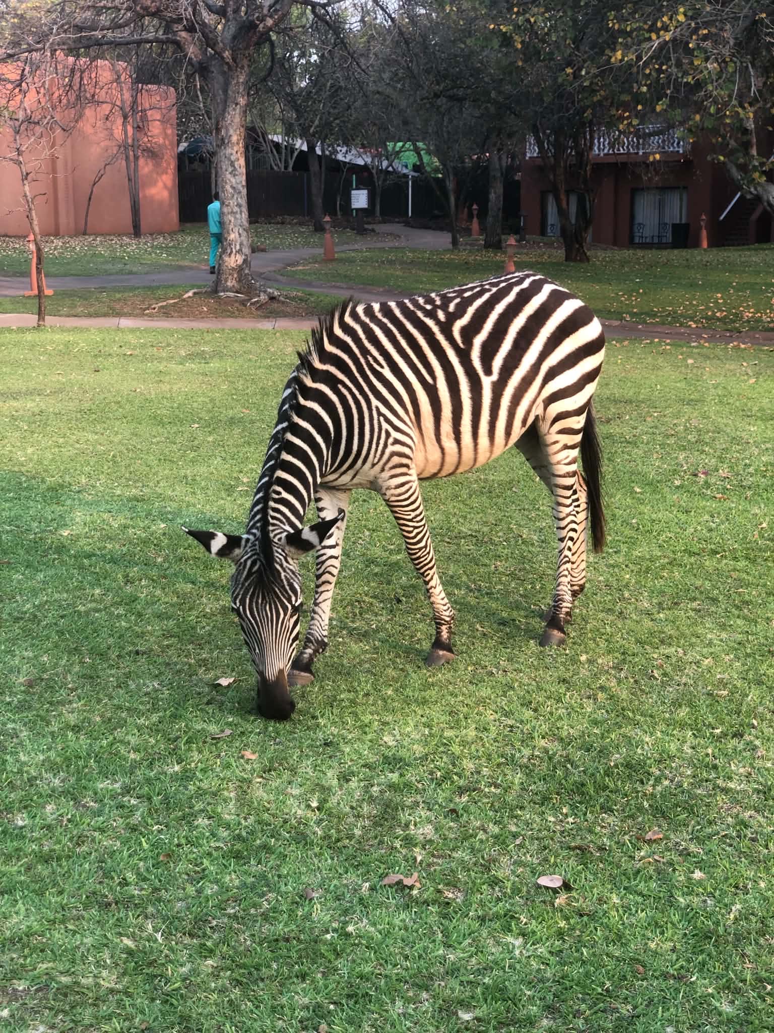 Zebra