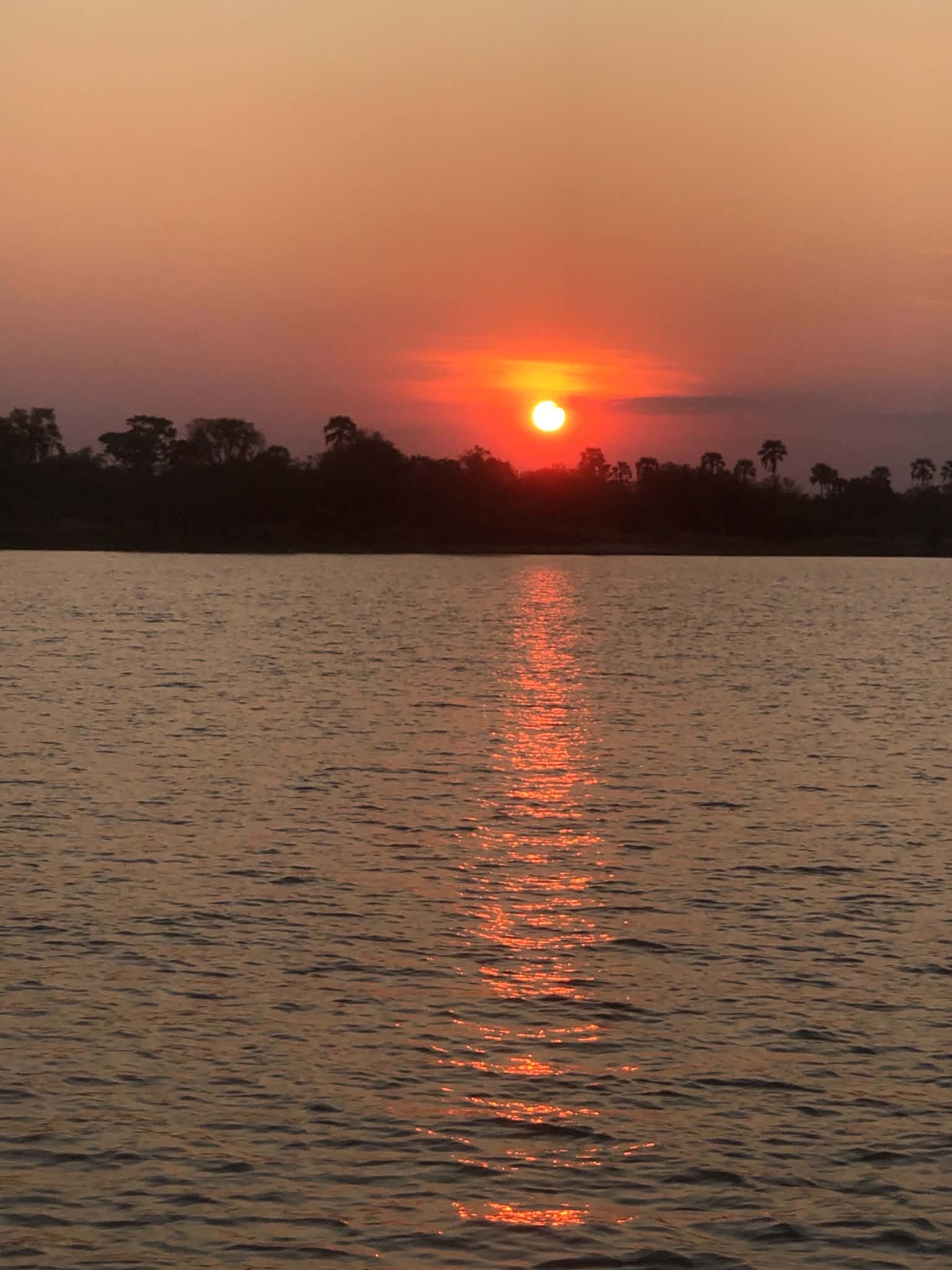 Palm tree sunset