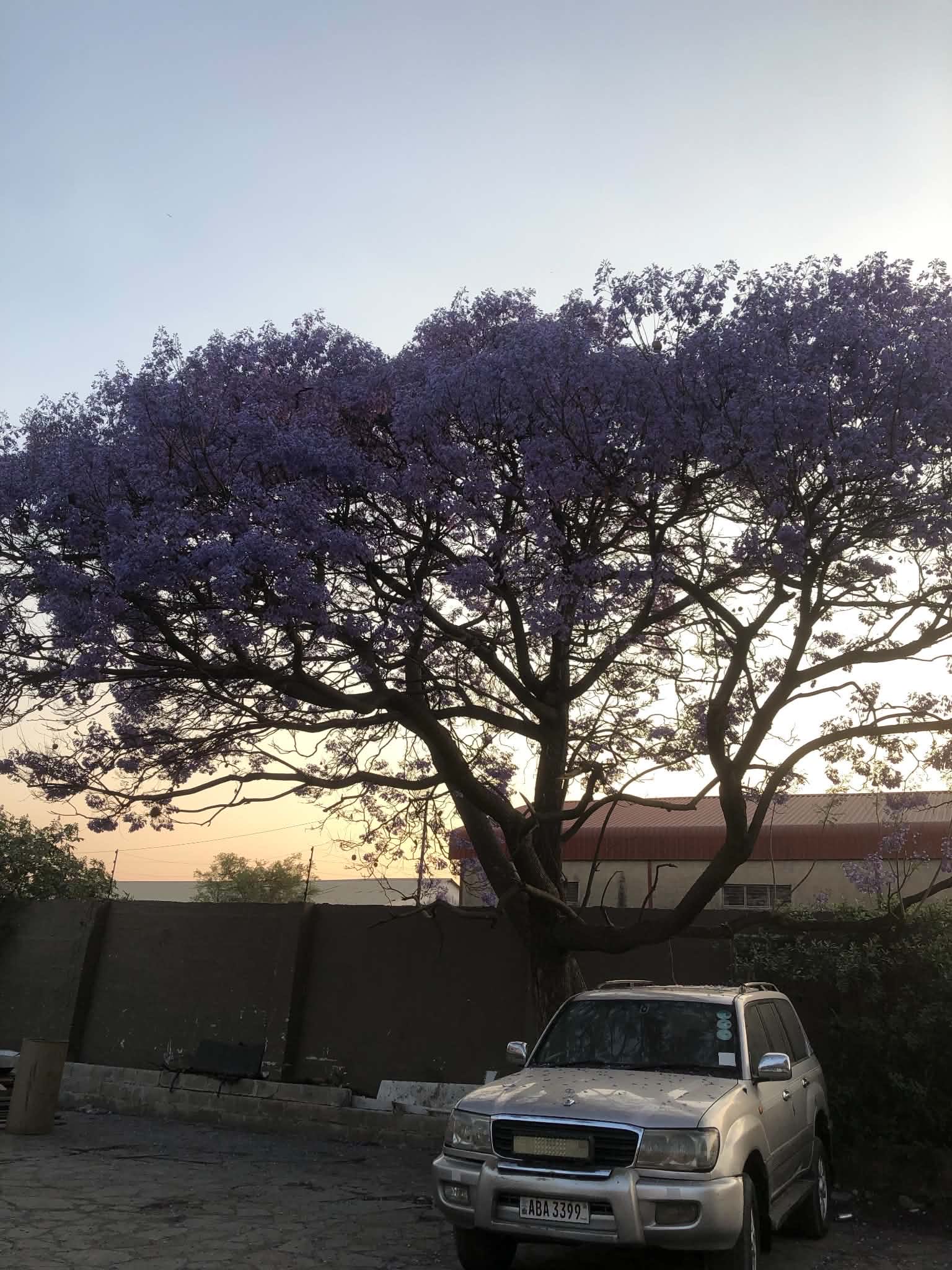 Lusaka jacaranda tree at sunset