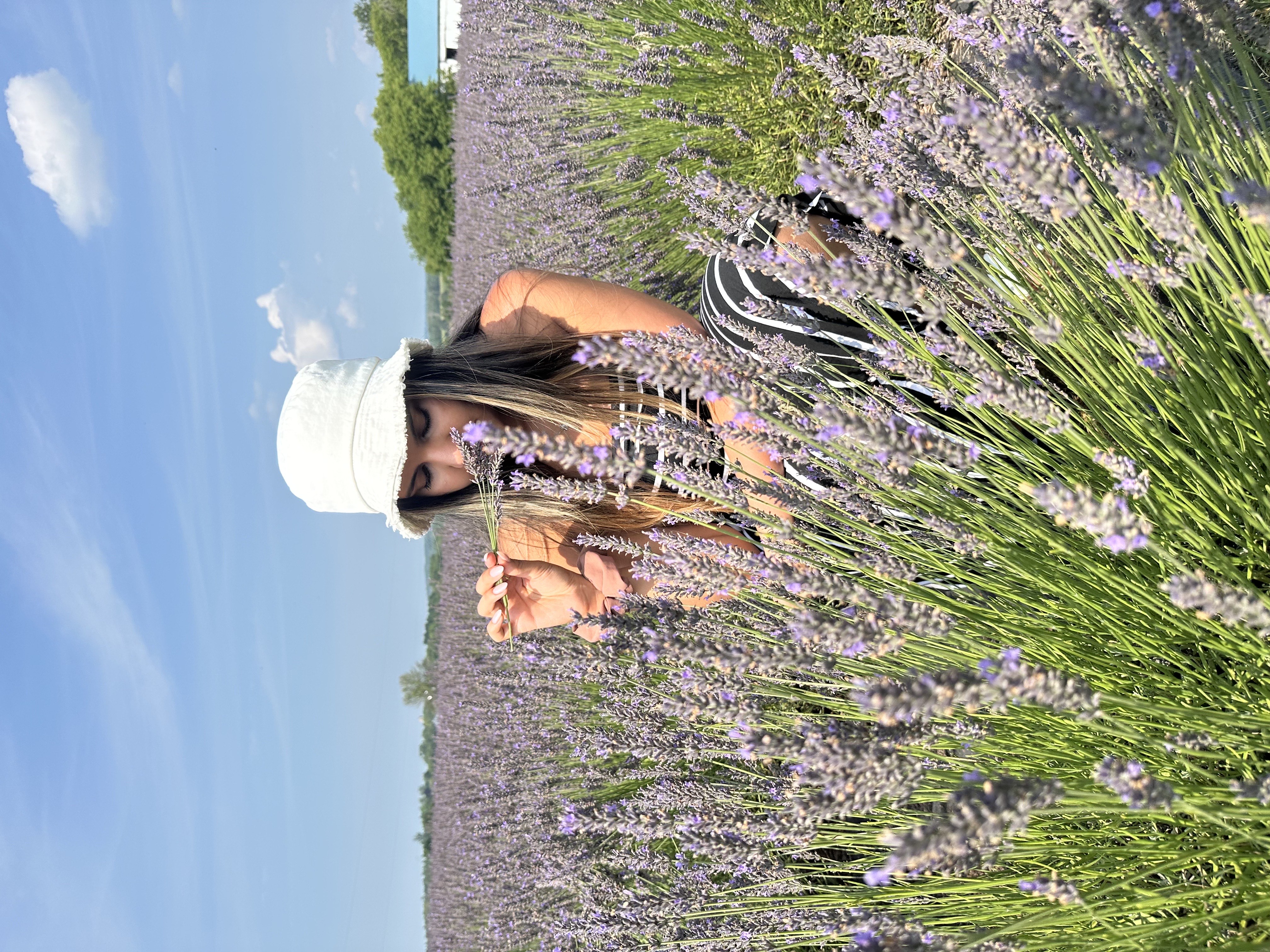 Lavender field
